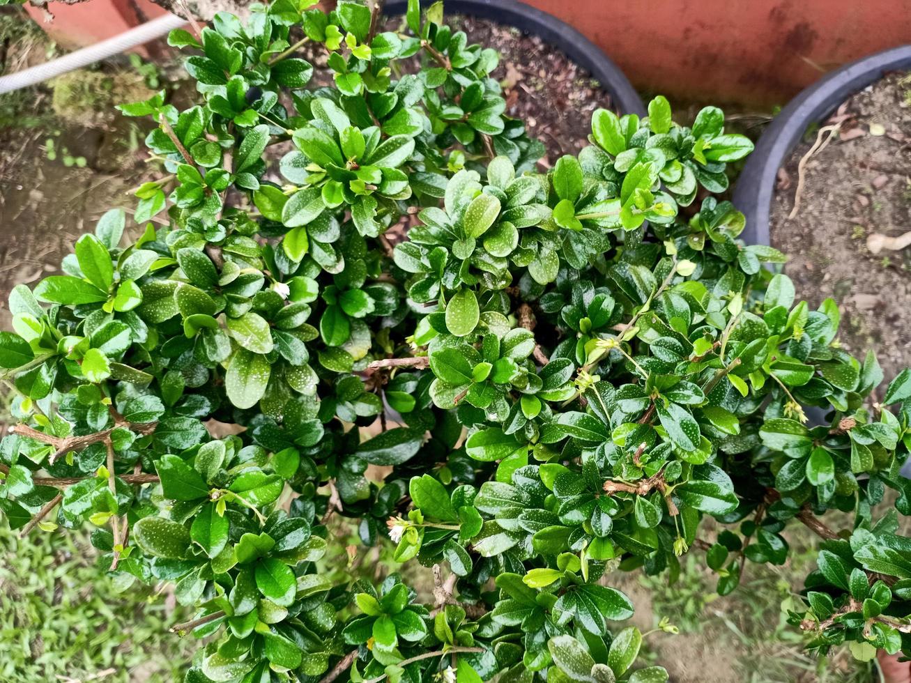 Green plants of nature photo