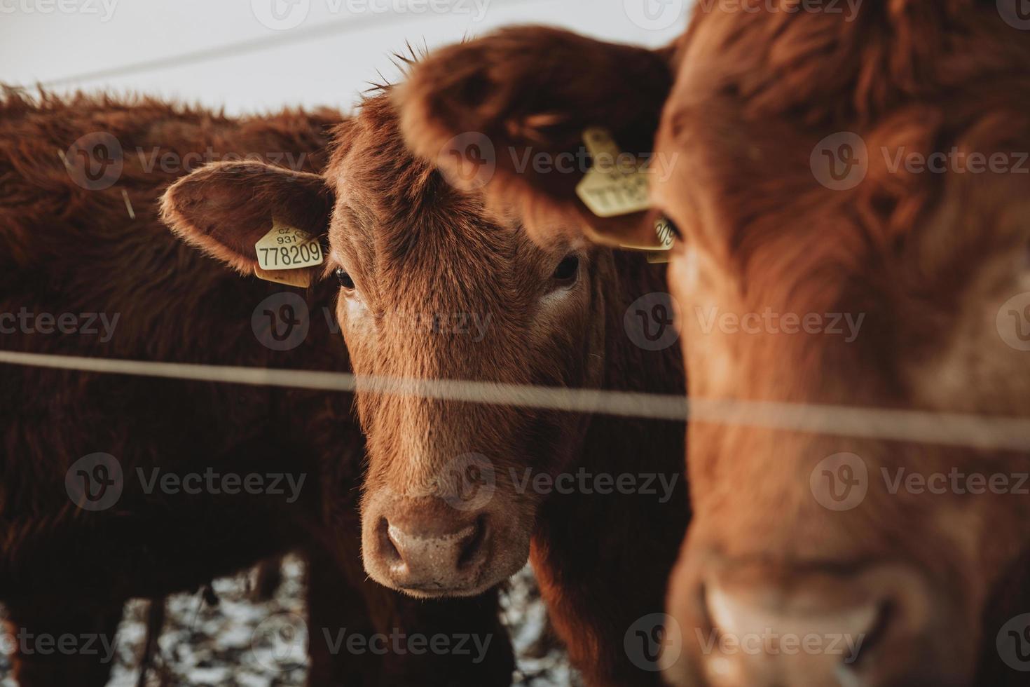 Brown furry Cow hidden behind the ear of another cow, both are staring straight to the camera behind the fence photo