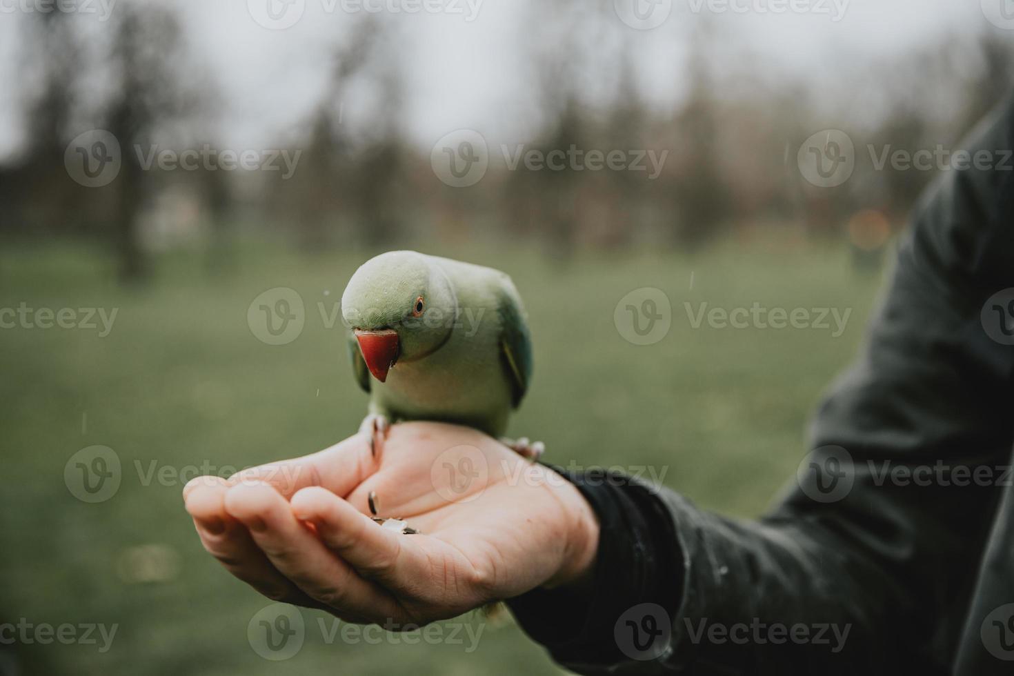 Detail of Rose-ringed parakeet sitting on men's hand and feeded by sunflower seeds in London Hyde park during the rainy January day photo