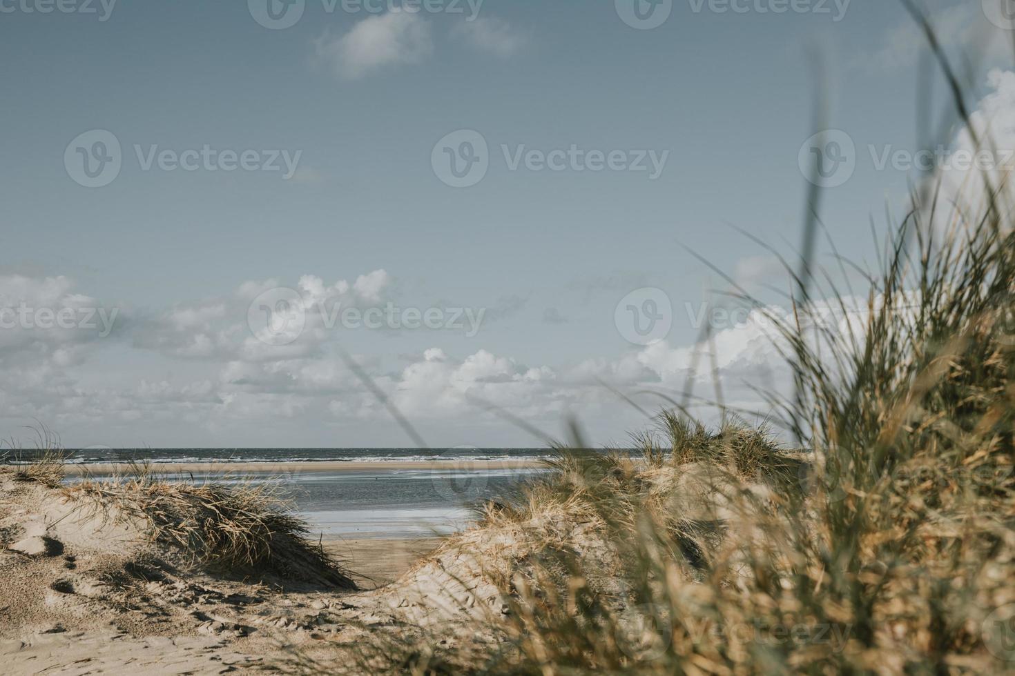 Marram grass and sand dunes on sandy beach of Northern sea on Romo island in Denmark during the windy day with blue cloudy sky above in muted colors photo