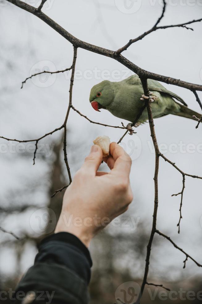 Man offers the piece of banana to Rose-ringed parakeet who is sitting on the branch of the tree watching this piece in London Hyde park during the rainy January day in vertical orientation photo