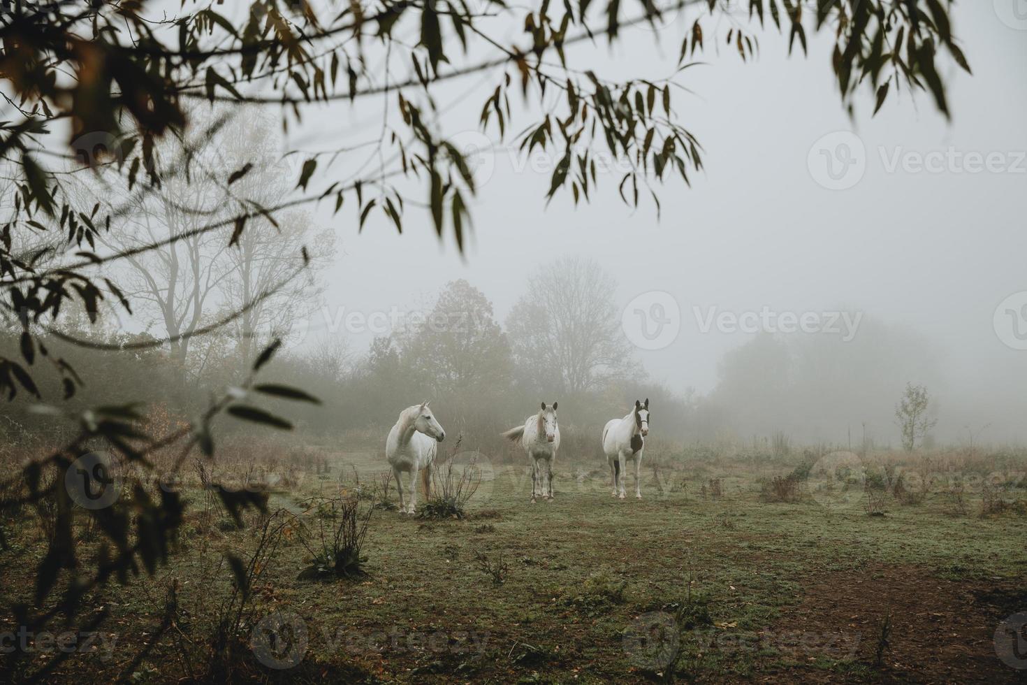 The Herd of three white Horses standind on the meadow during autumn foggy morning with twig of the tree in foreground with nordic feeling photo