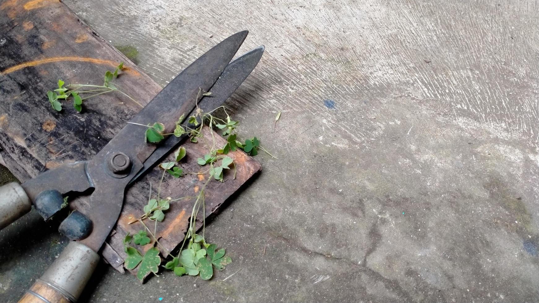 Scissors to cut the grass on a wooden plank photo