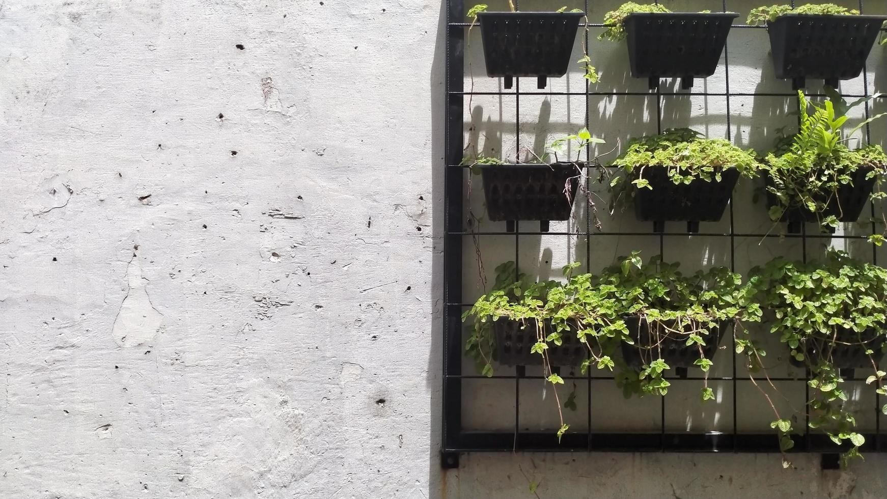 vertical garden on white brick wall texture background photo