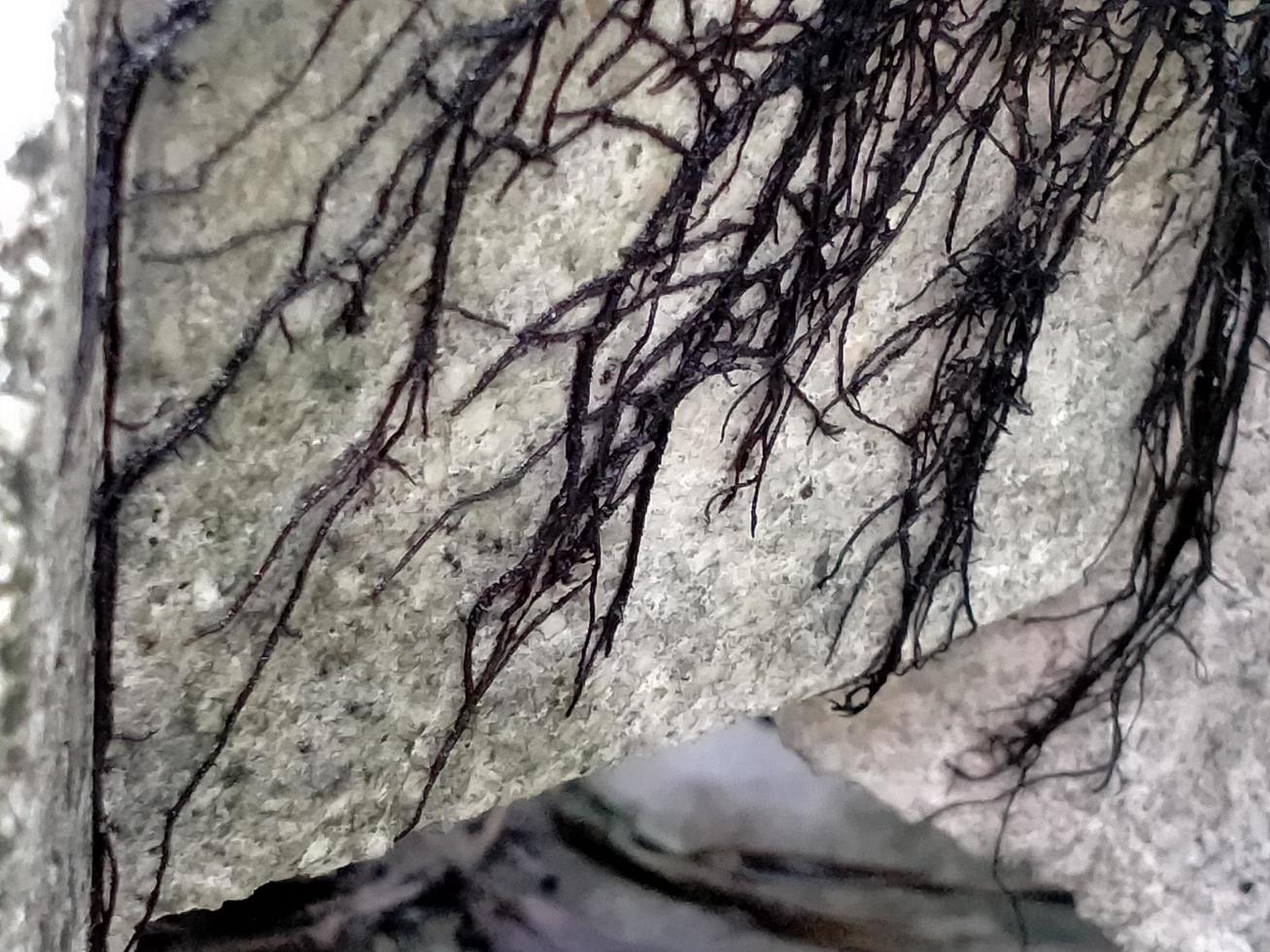 White painted brick wall covered with roots photo