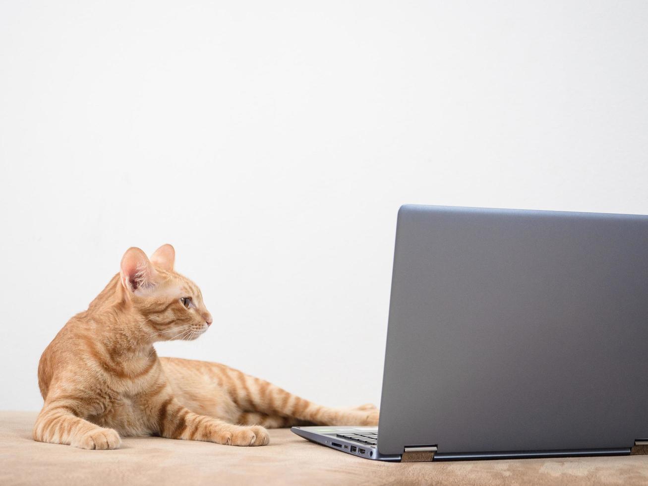 Cat orange color lay on sofa looking at screen laptop work from home concept on white background photo