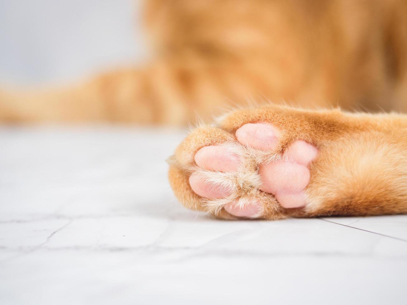 Closeup cute cat paw on white marble photo