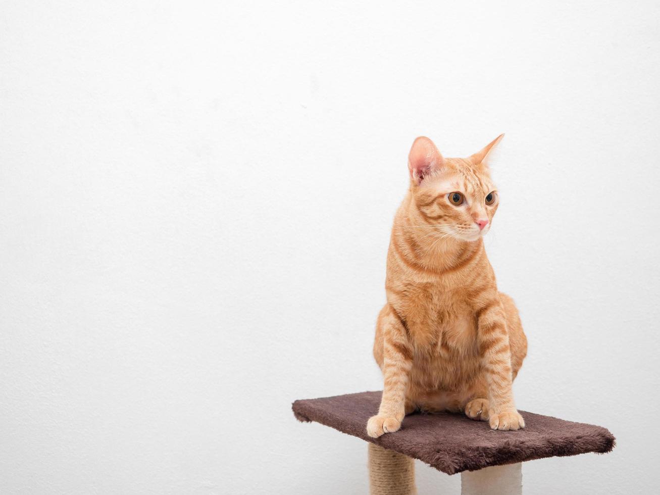 Orange cat sit on cat condo look at right side copy space white background isolated photo