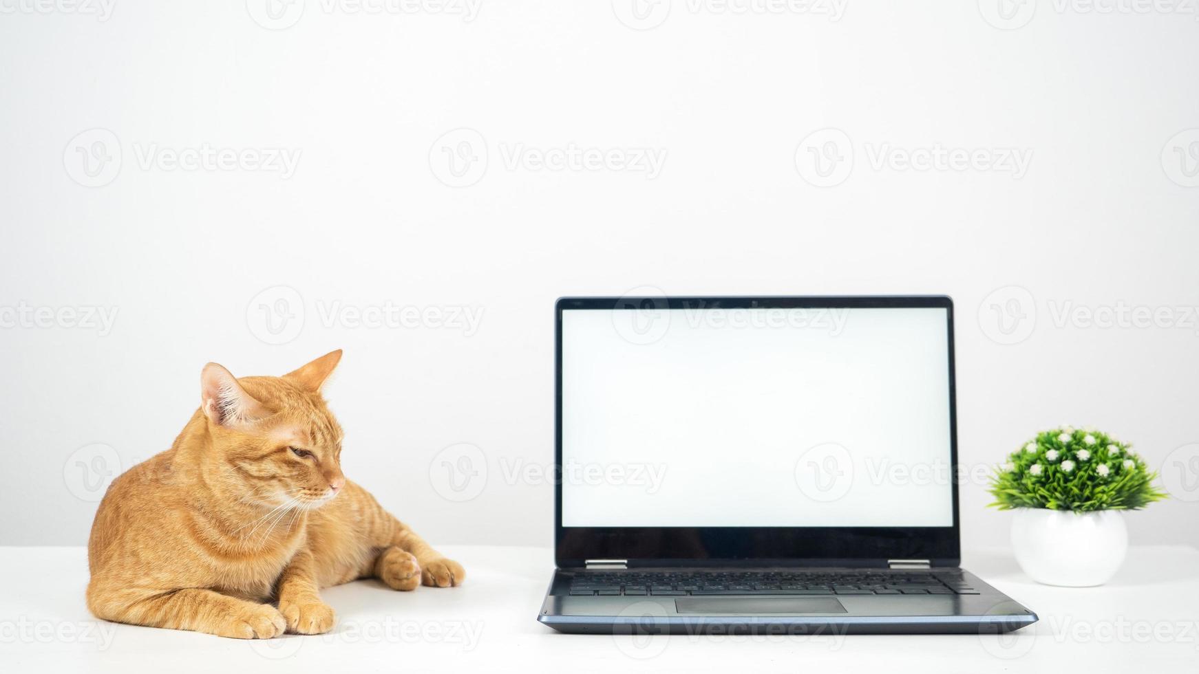 Orange cat laying on the table with laptop white screen photo