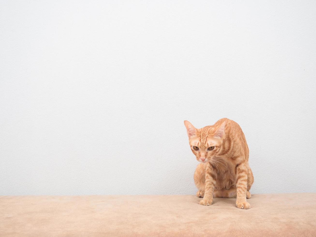 Orange cat sitting on sofa at home white background photo