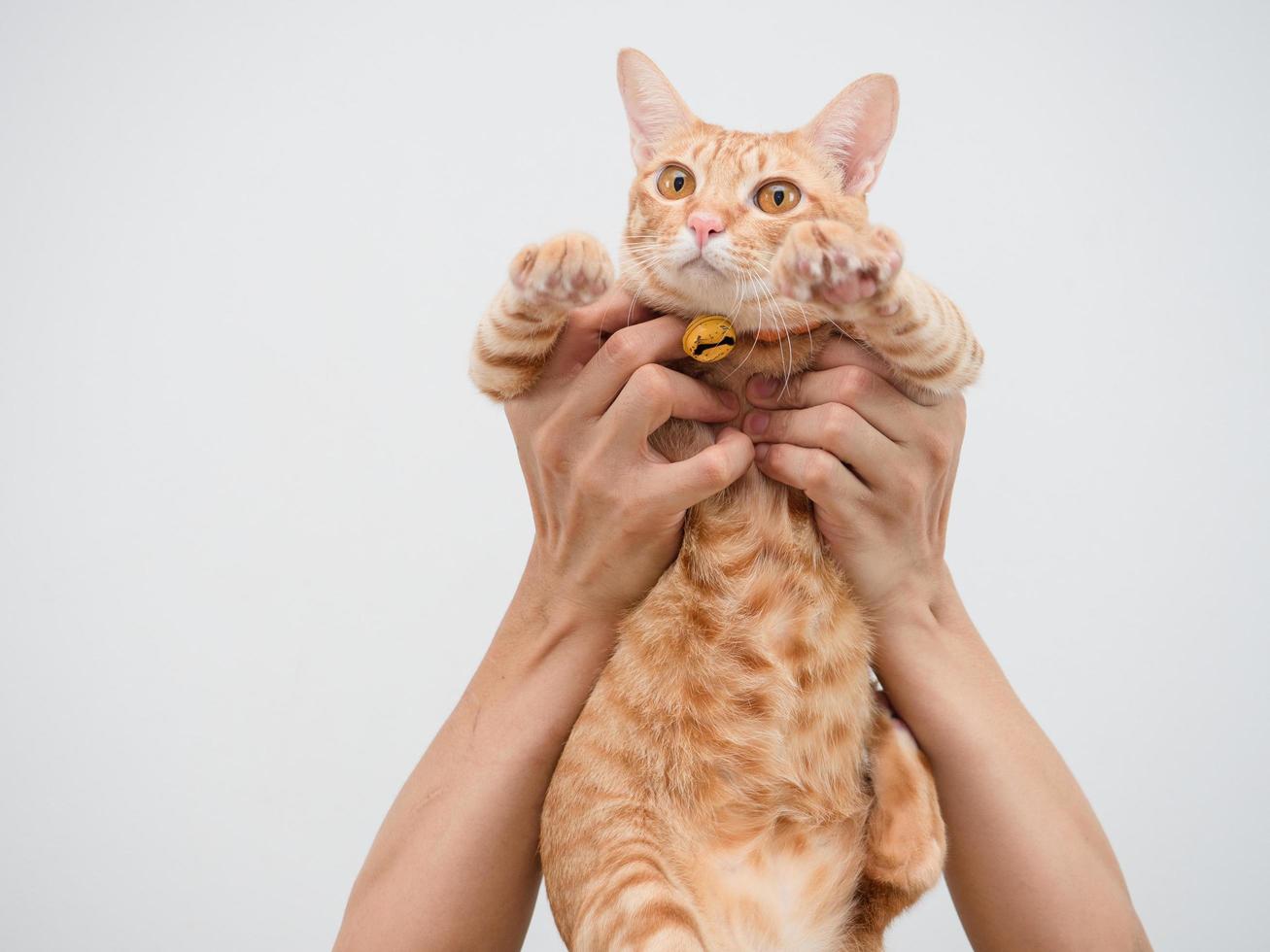 Hand hold the cat orange color cute kitten on white background photo