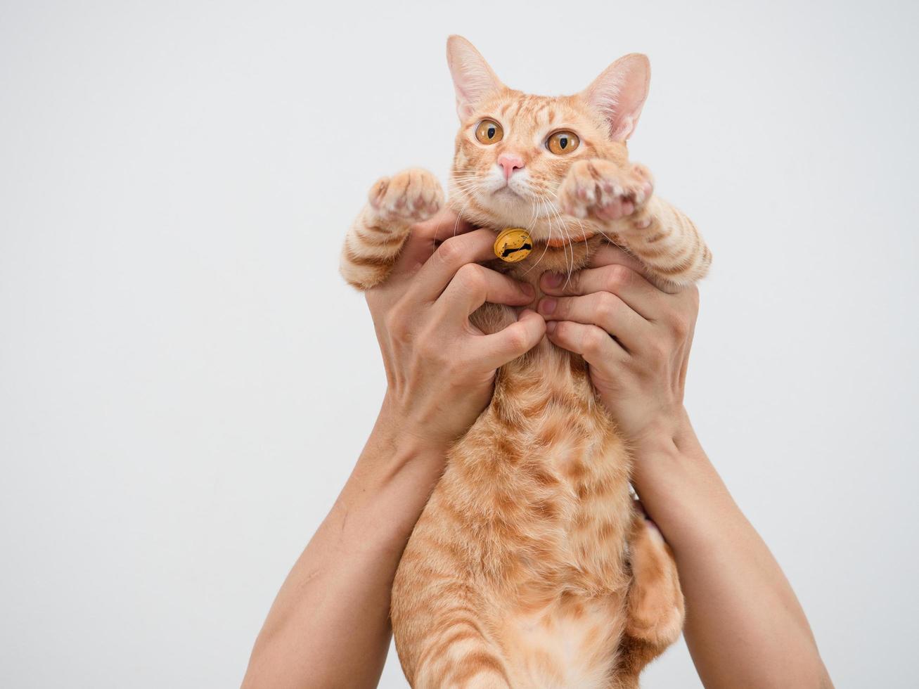 mano sostenga el gato color naranja lindo gatito sobre fondo blanco foto