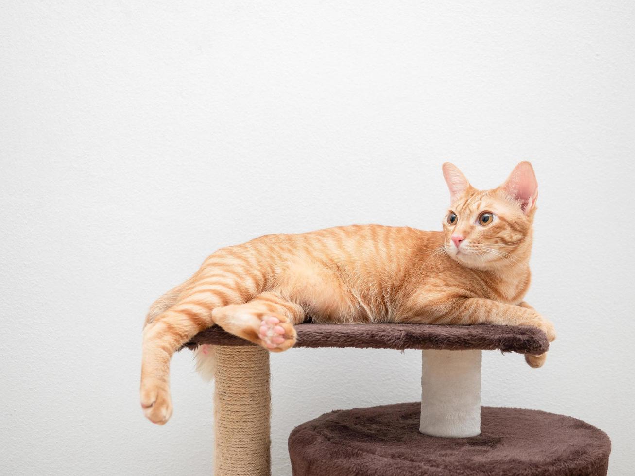 gato naranja yacía en el espacio de copia de condominio de gato al lado fondo blanco foto