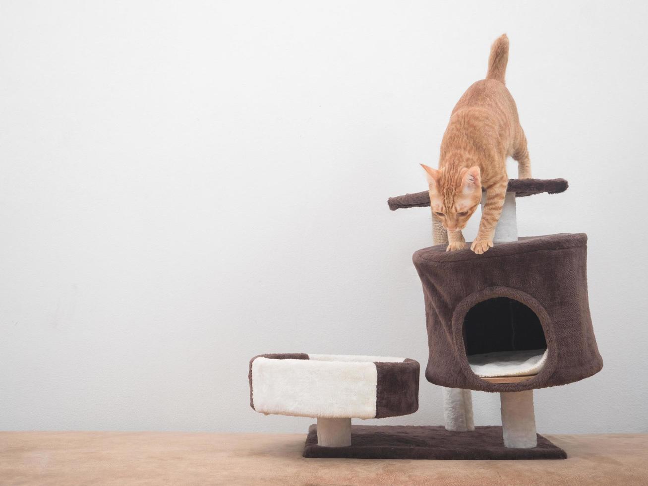 Cat jumping down from cat condo on sofa at white background photo