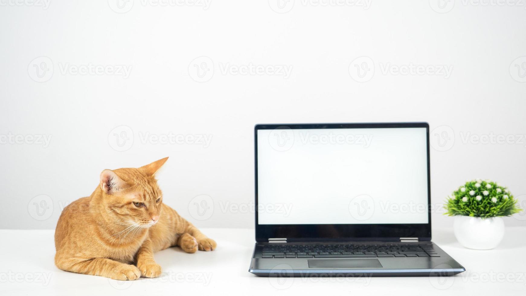 Cute cat laying on the table with laptop white screen photo