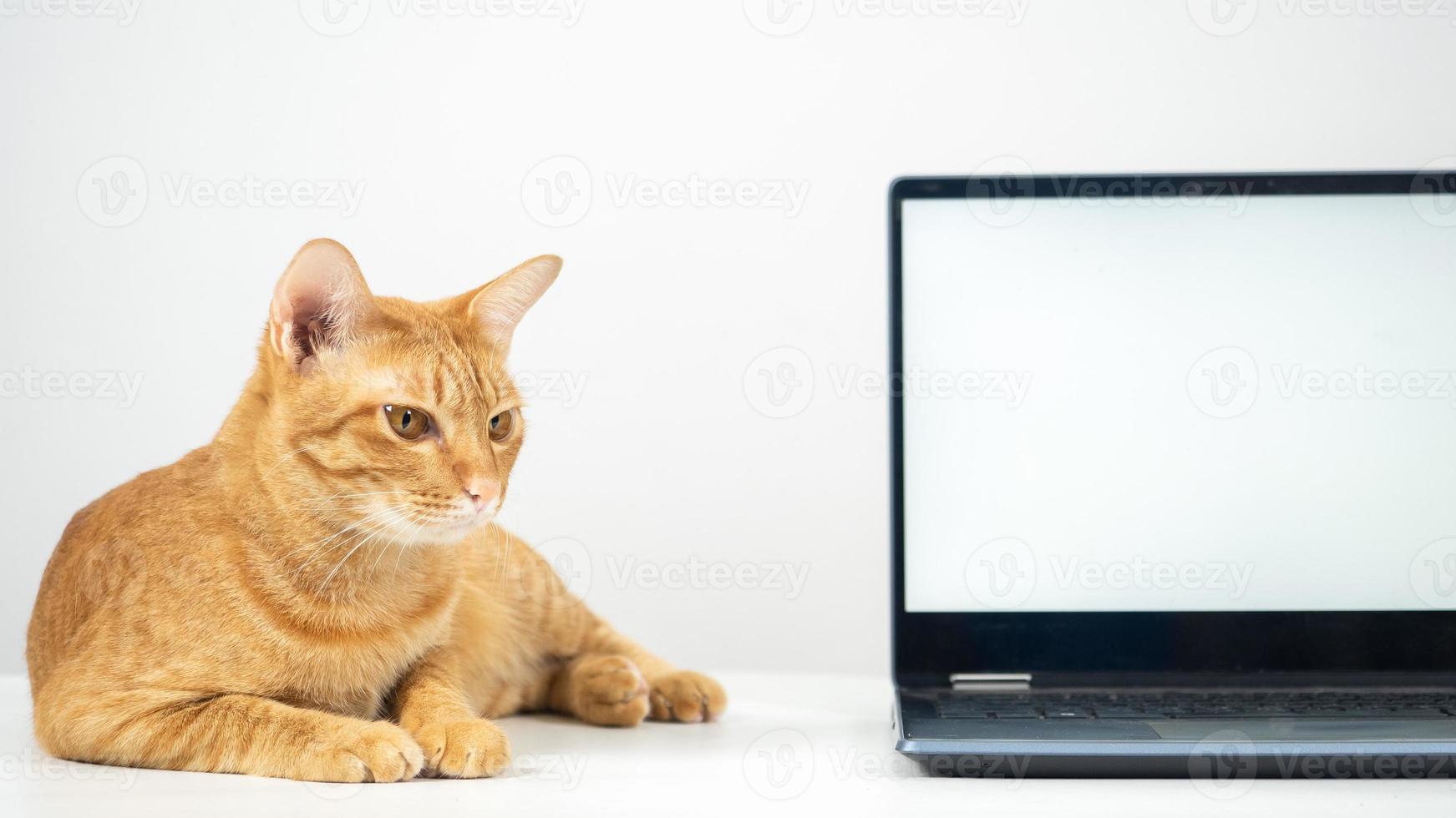 Close up cat laying on the table with laptop white screen photo