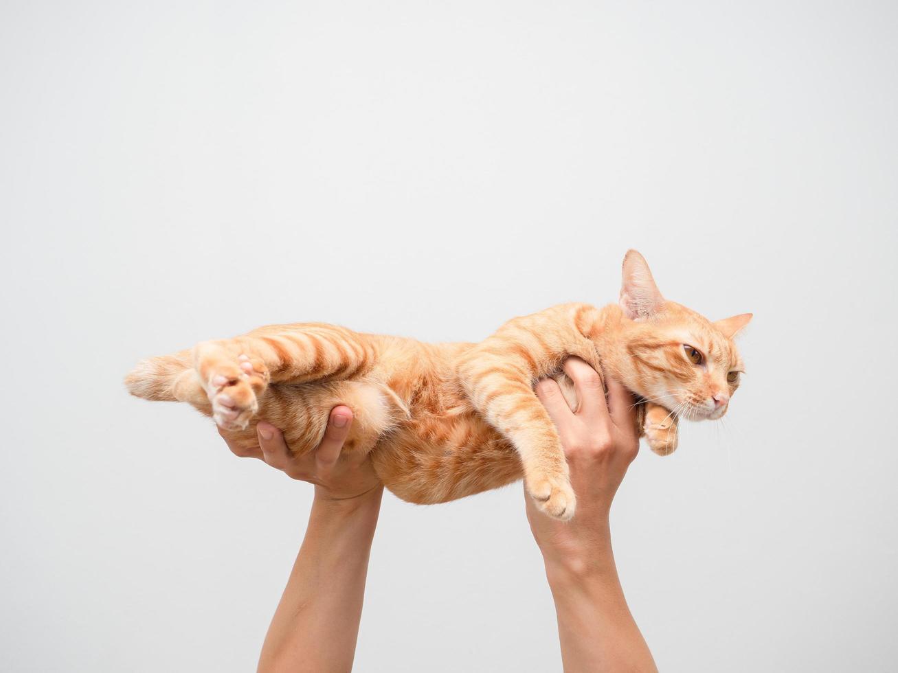 cerrar la mano del hombre sosteniendo un gato encantador de color naranja foto