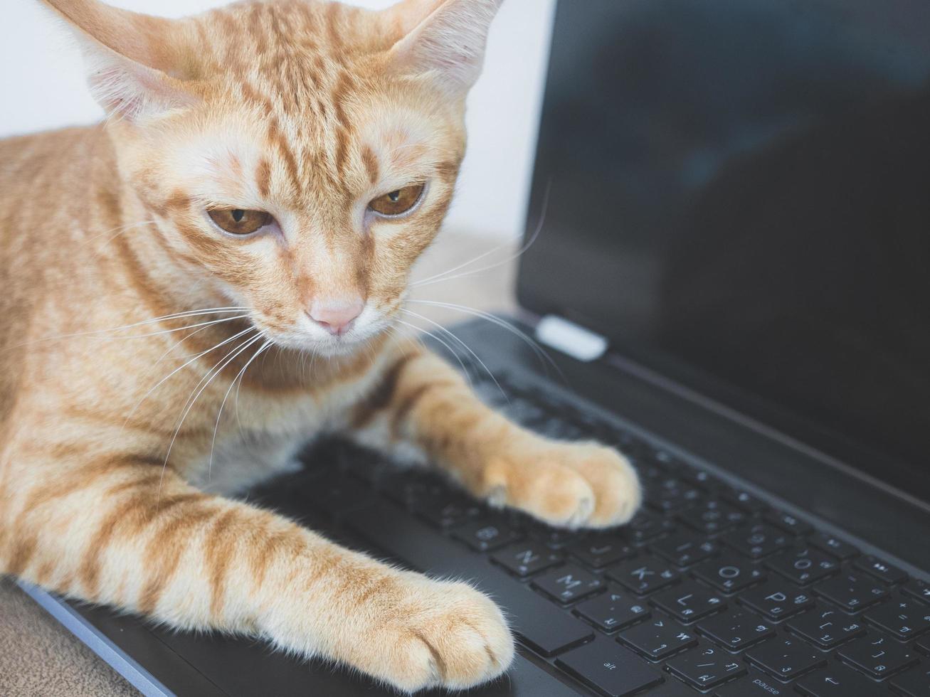 Closeup cat lay on keypad laptop feeling sleepy in house photo