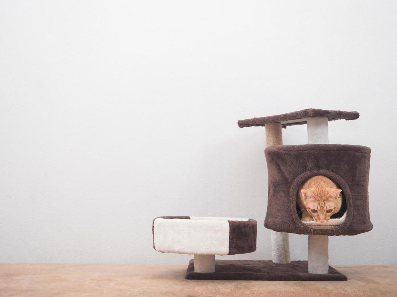 Cat in hide cat condo looking down in house on white wall background photo