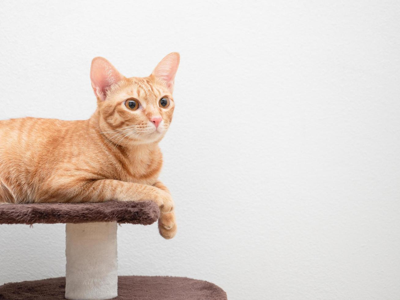 Cat orange color lay on cat condo look at right side copy space white background photo