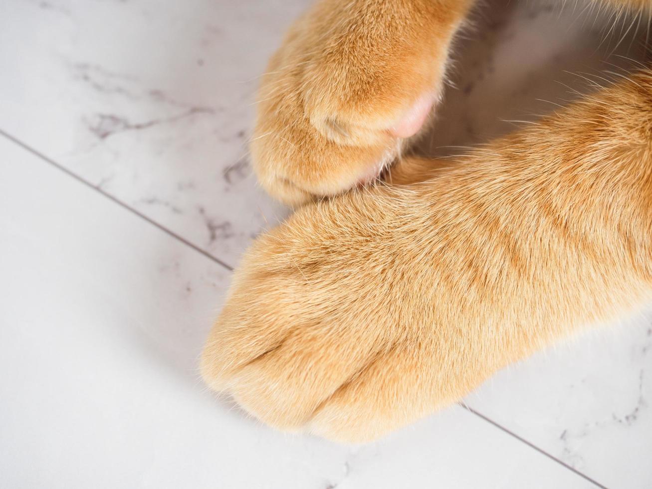 Cute cat paw orange color top view on marble white copy space photo