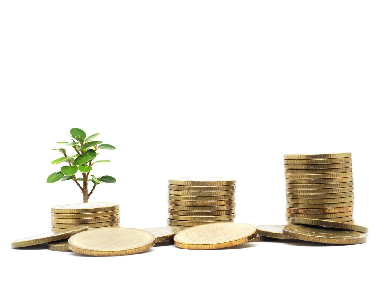 Gold coins array and group growing up with small tree green leaf on white isolated business economic concept photo