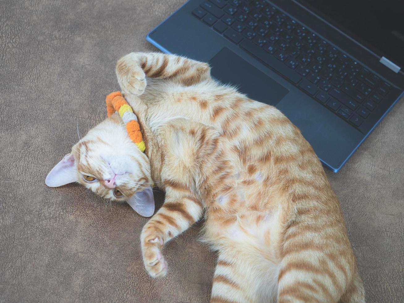 Orange cat lay on sofa with laptop feeling happy photo