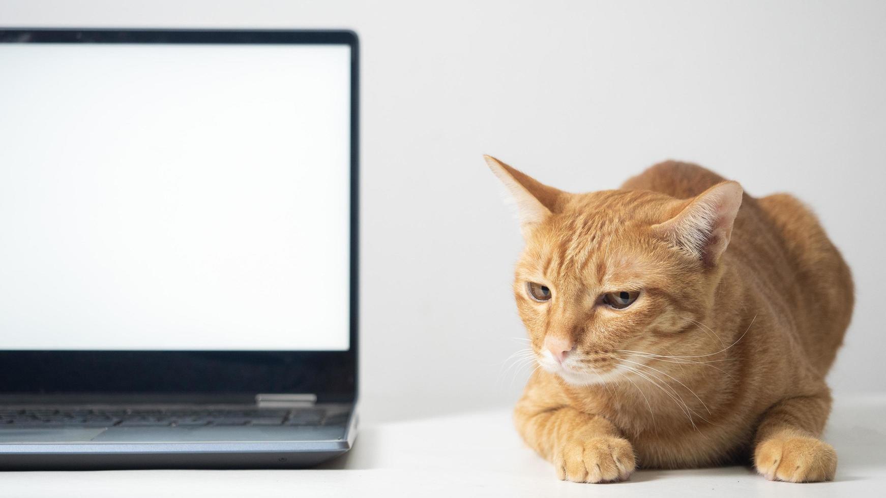 Close up orange cat laying on the table with laptop white screen photo