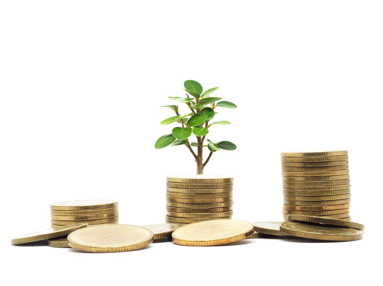 Closeup gold coins group and array gold coins growing up with little tree green leaf on white isolated business economic concept photo