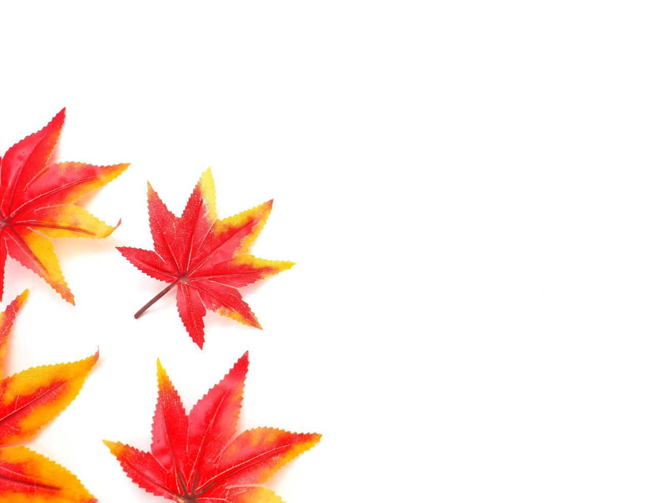 Colorful maple leaf top view copy space autumn concept photo