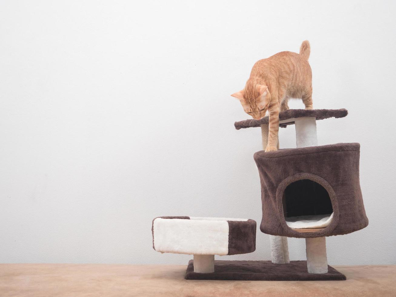 Cat walking down from cat condo on white wall background photo