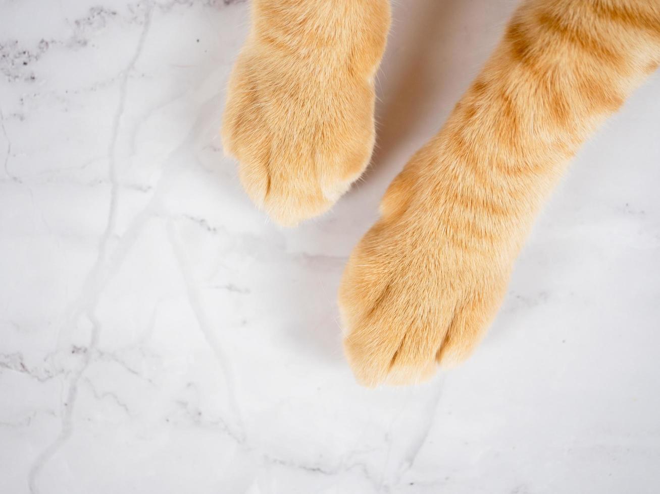 Cute cat paw orange color top view on marble white copy space photo