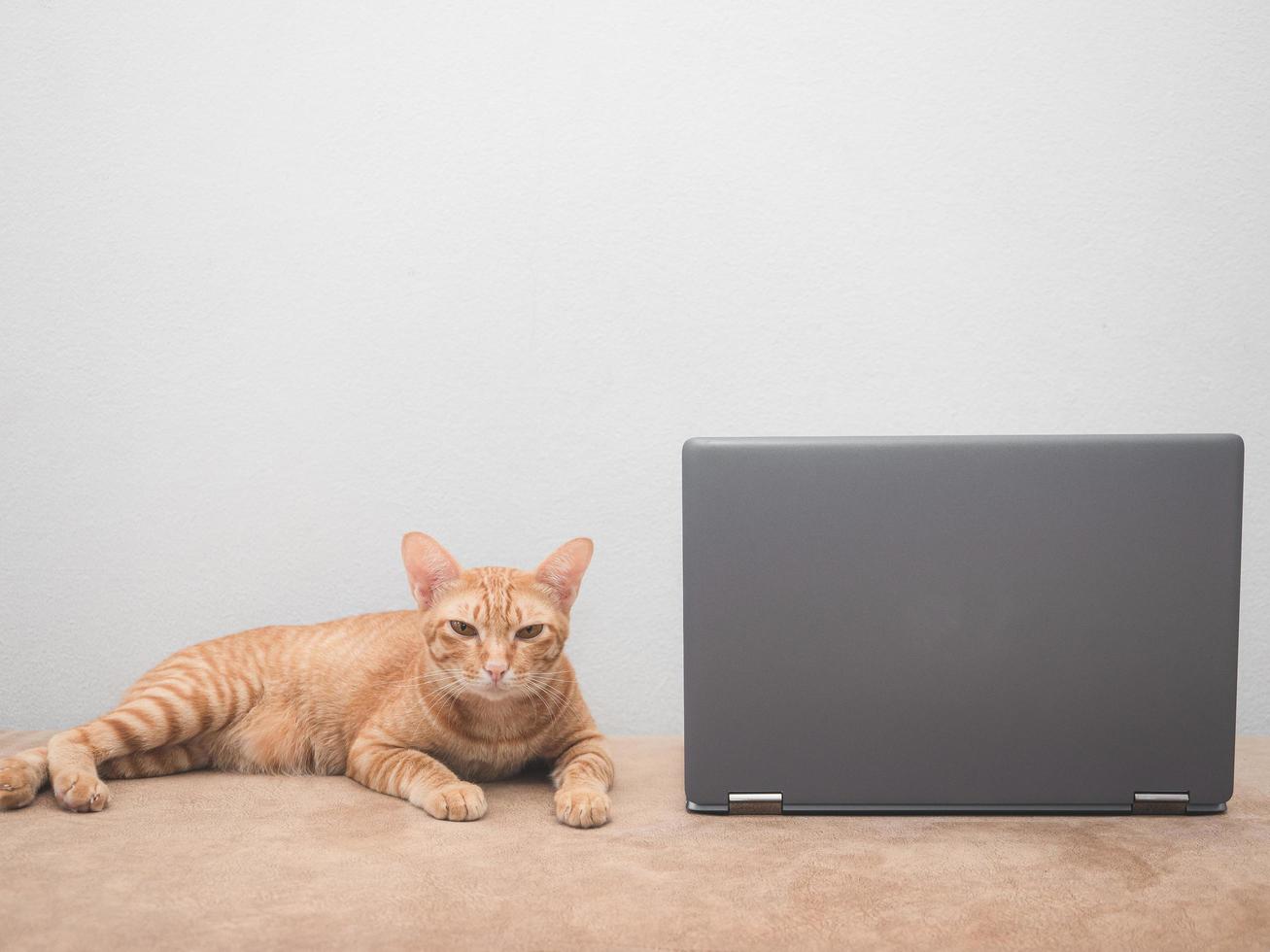 Cat on sofa with laptop looking at camera with white wall background in house,work from home concept photo