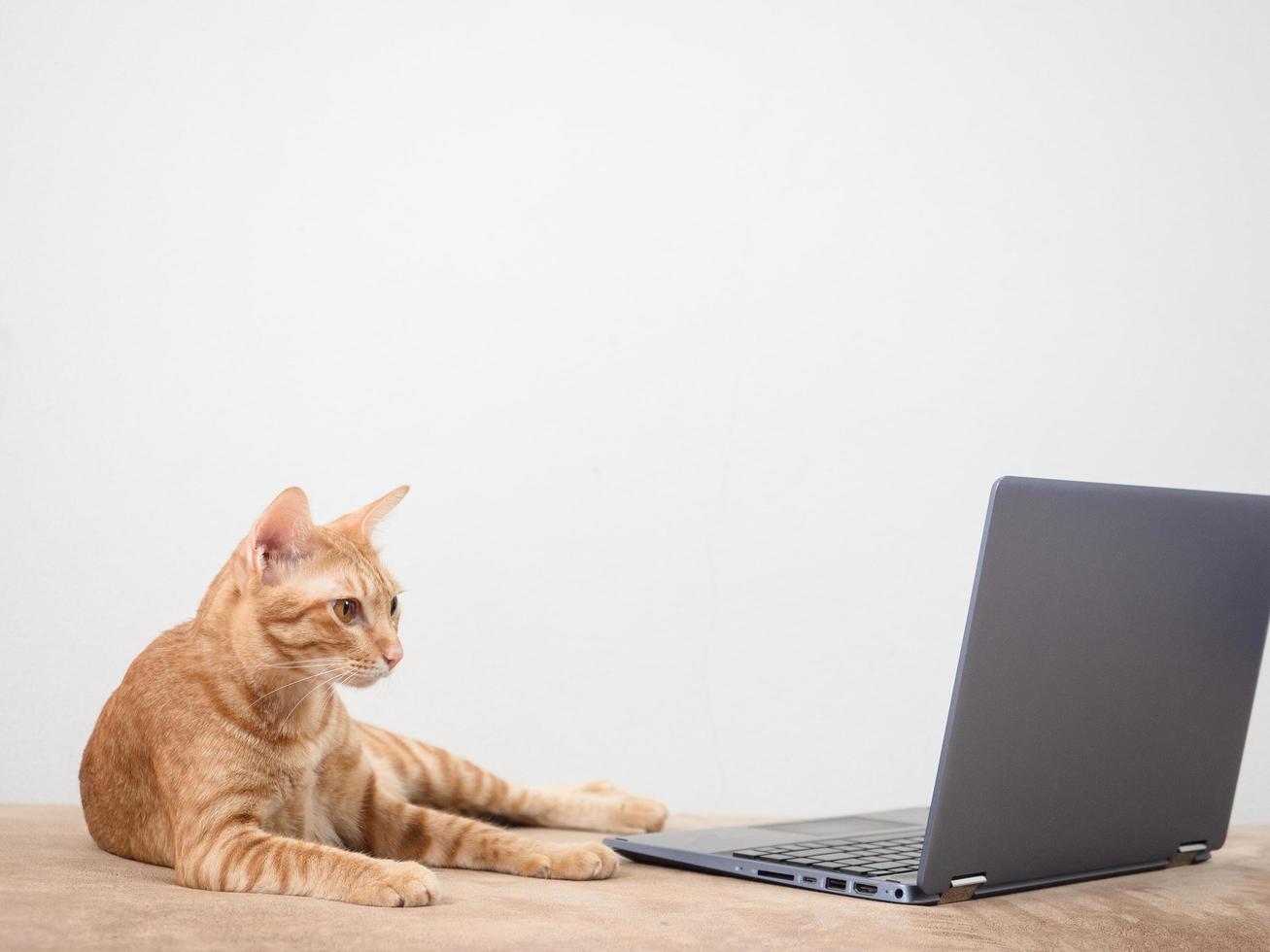 Cat domestic looking at screen laptop on sofa work from with cat concept white wall background isolated photo