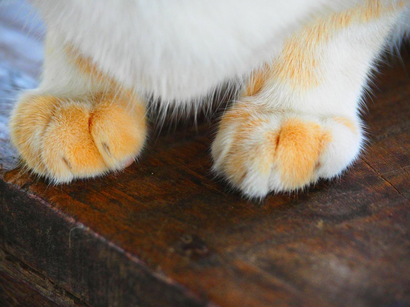 pata de gato de primer plano en piso de madera, pata de gato en vintage de madera foto