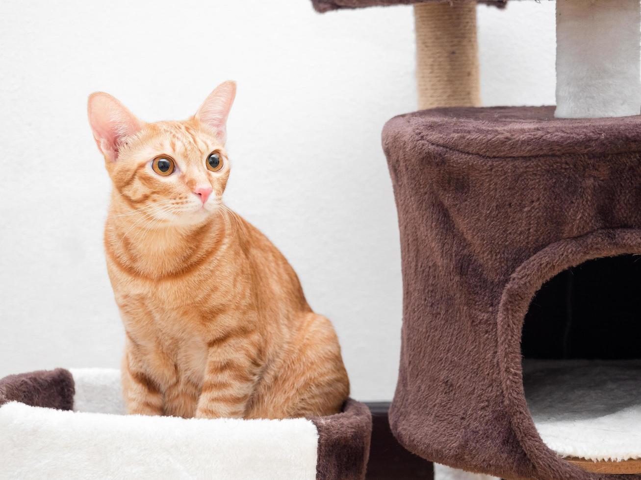 Closeup orange cat sit in cat condo photo