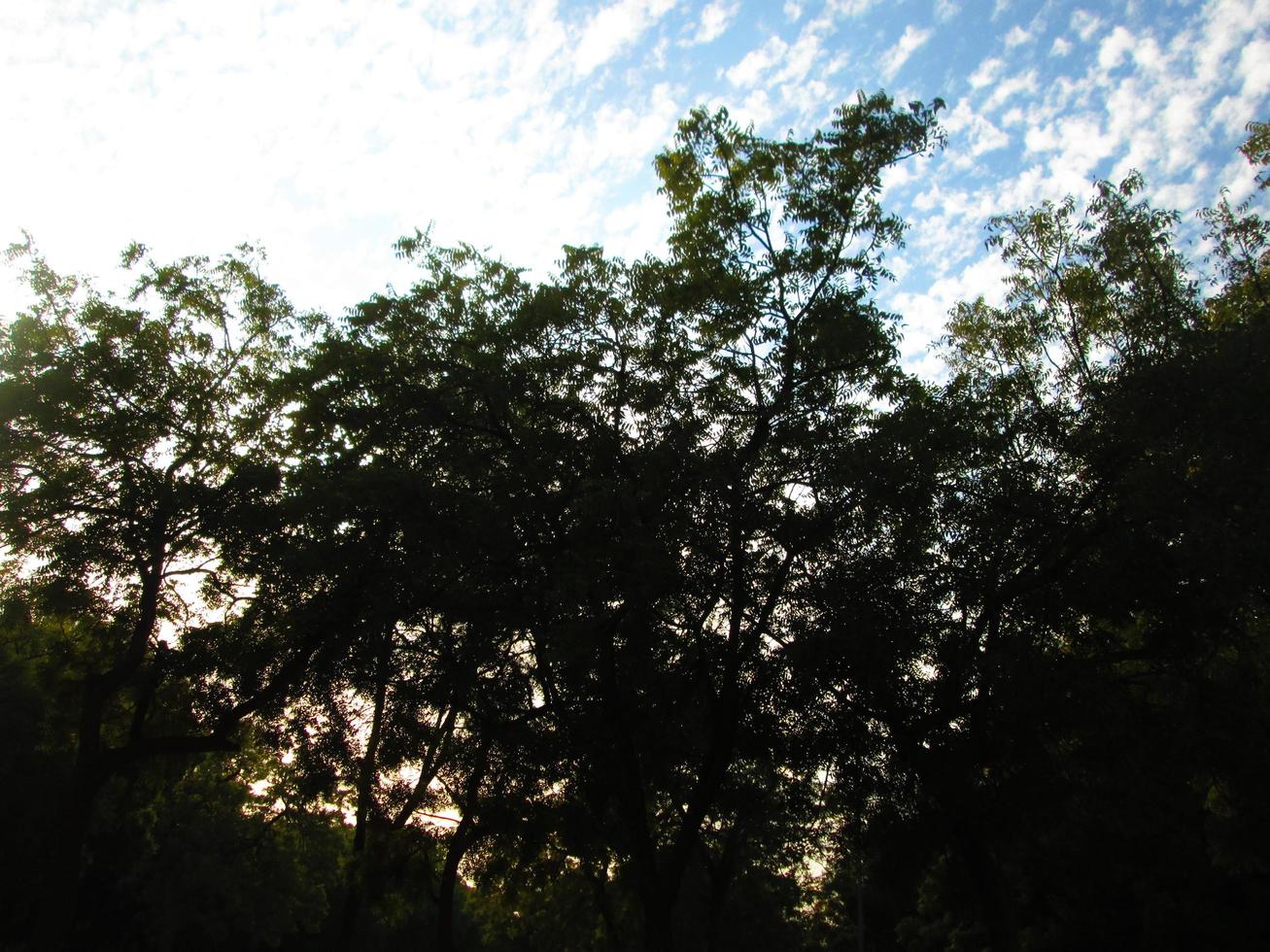 Blue Sky and Silhouette Of Trees During Day In Karachi Pakistan 2022 photo