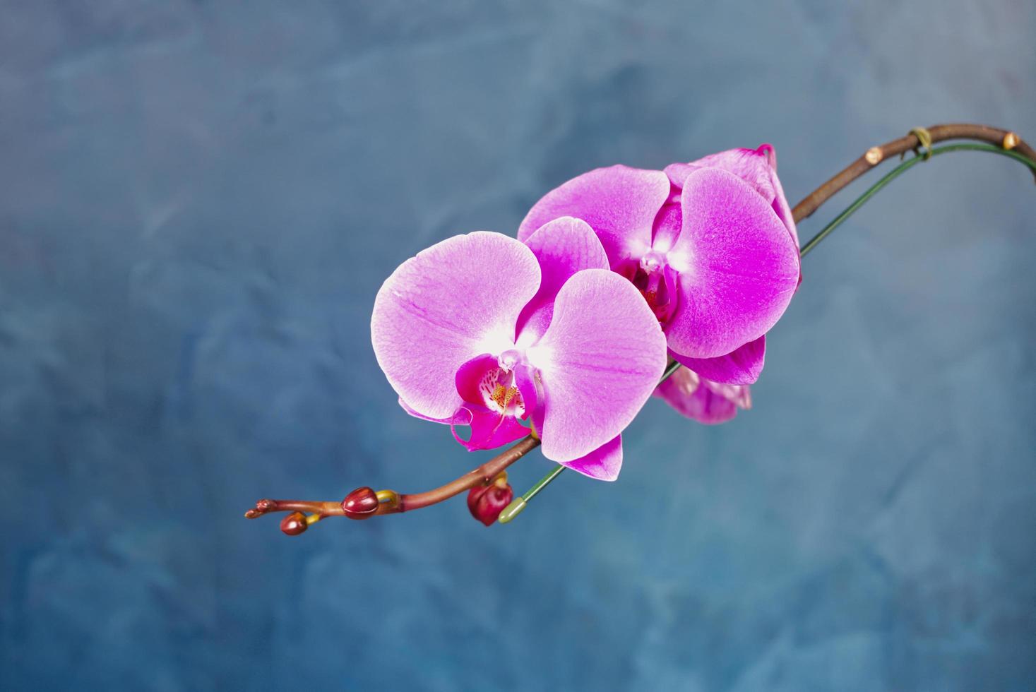 bouquet of purple orchids beautifully arranged on blue indigo pattern background. photo