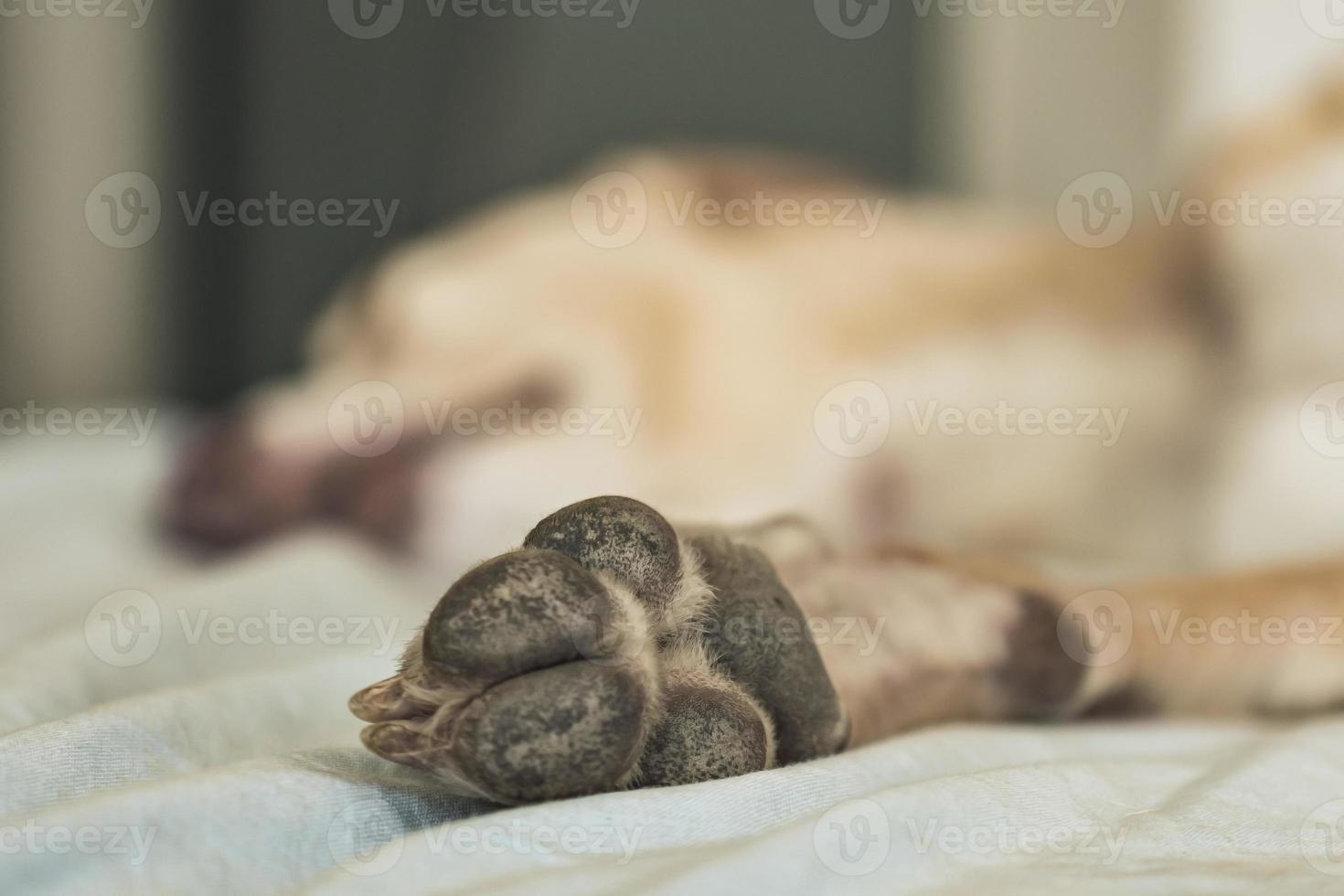 Close-up of a dog's paw resting on a bed. photo