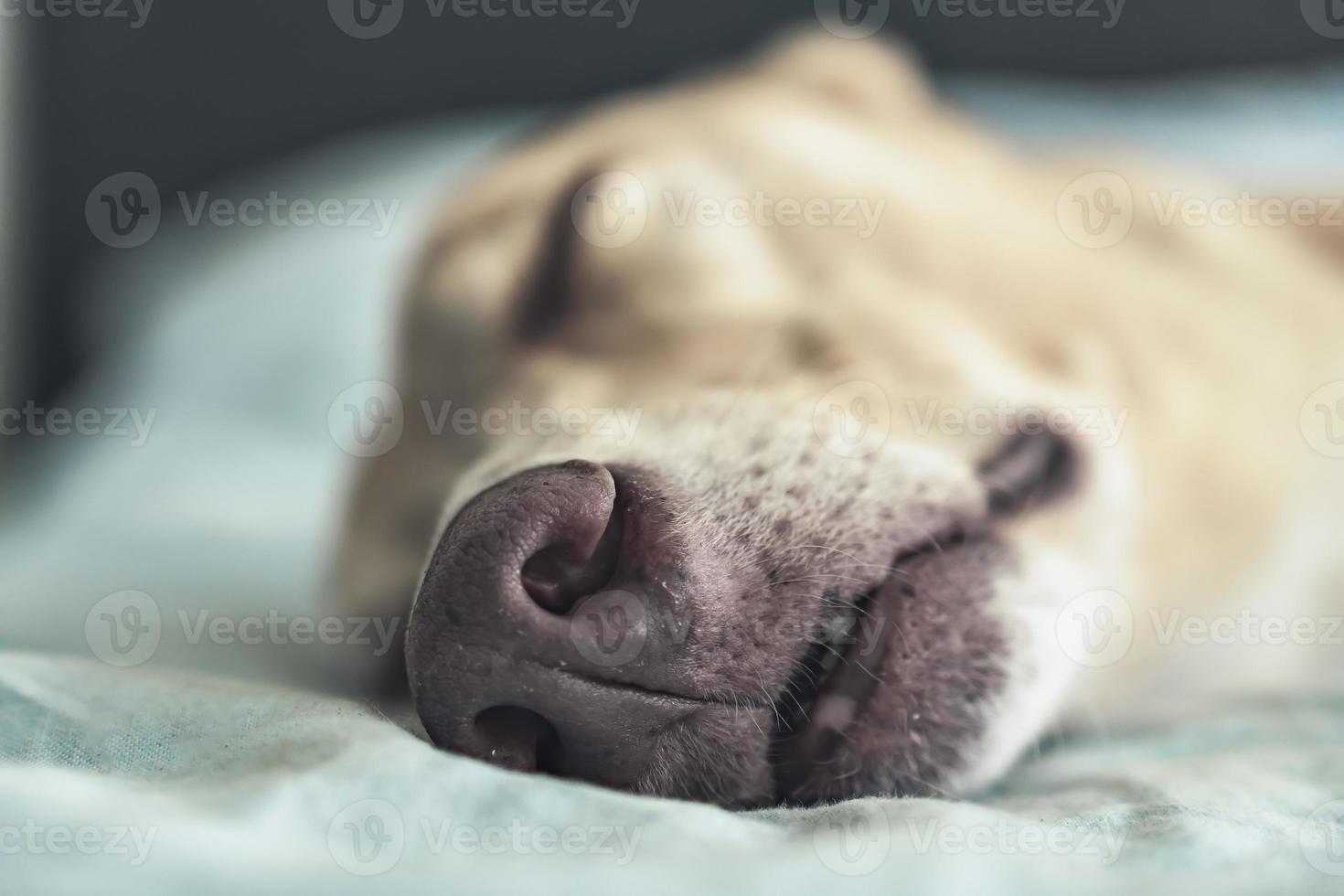 A close up picture of a dog's nose, sleeping on a bed. photo