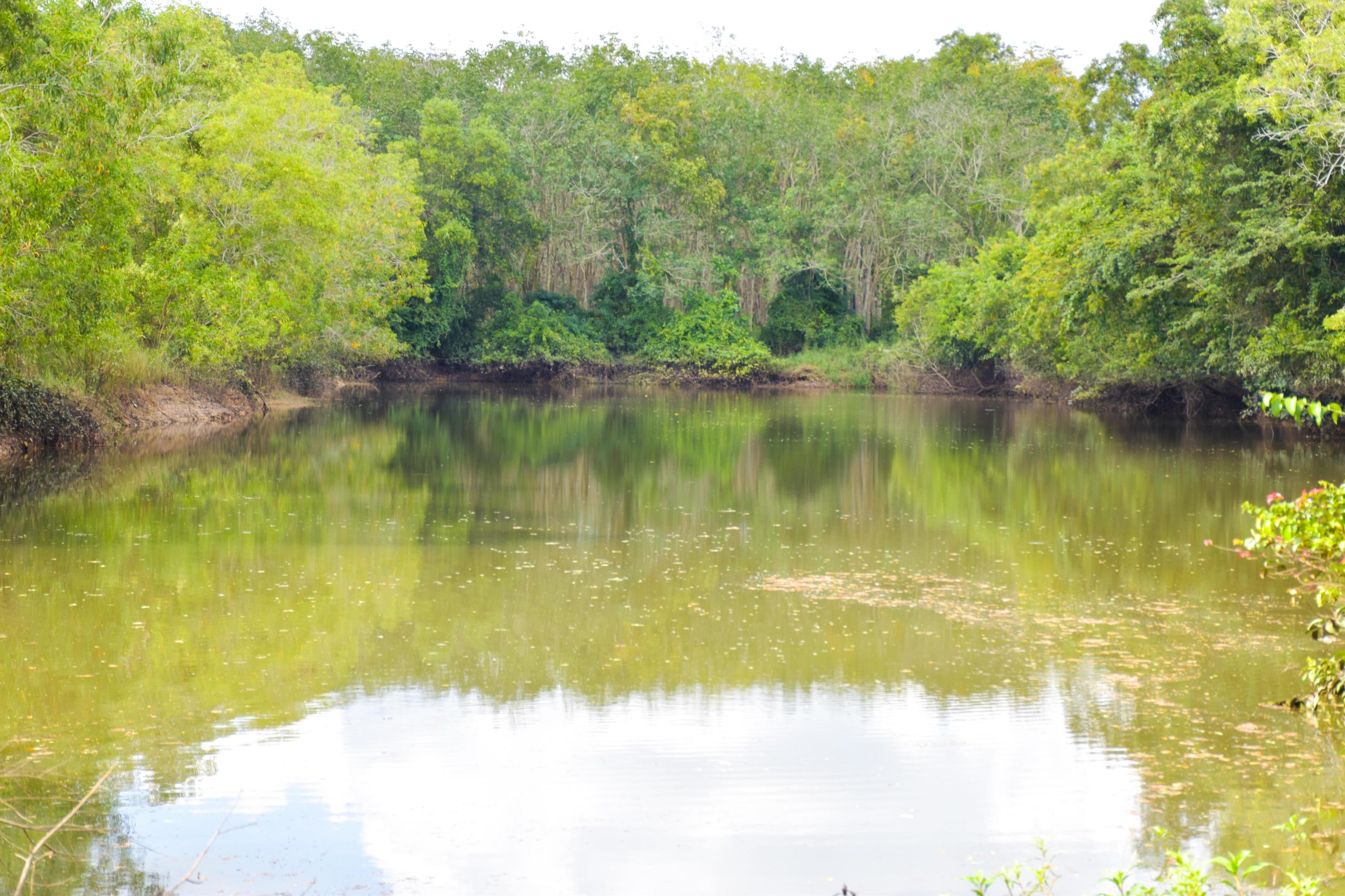Extinction Avoided? The Dramatic Rise Of Mangrove Forest Replanting - eyj8chv