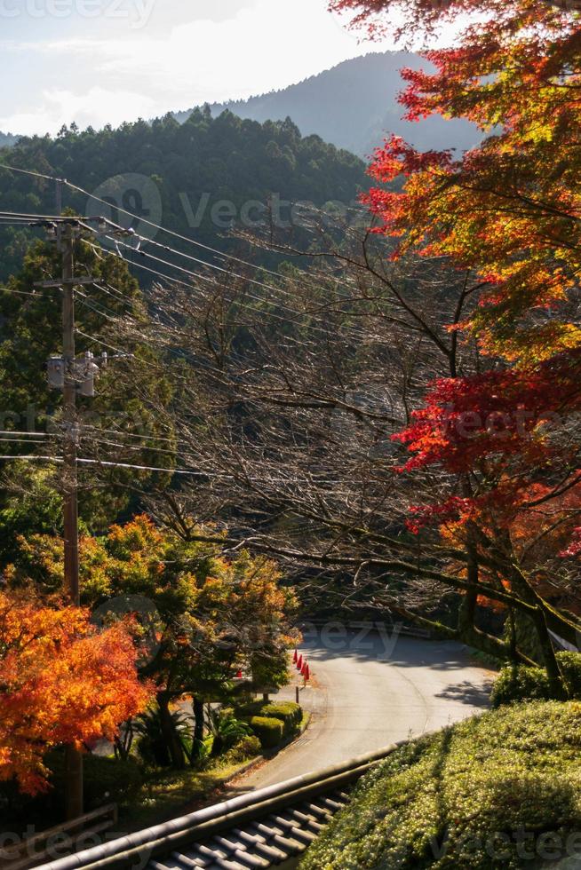 local street road among mountain hill under Maple Tree leaves During Autumn with color change on leaf in orange yellow and red, falling natural background texture autumn concept photo