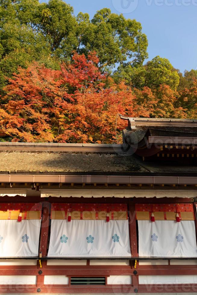Maple Tree During Autumn fall season in color change yellow, red,orange with ancient tradition roof of temple shrine photo