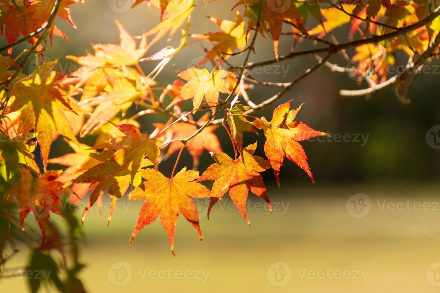 Close up Of Maple Tree leaves During Autumn with color change on leaf in orange yellow and red, falling natural background texture autumn concept photo
