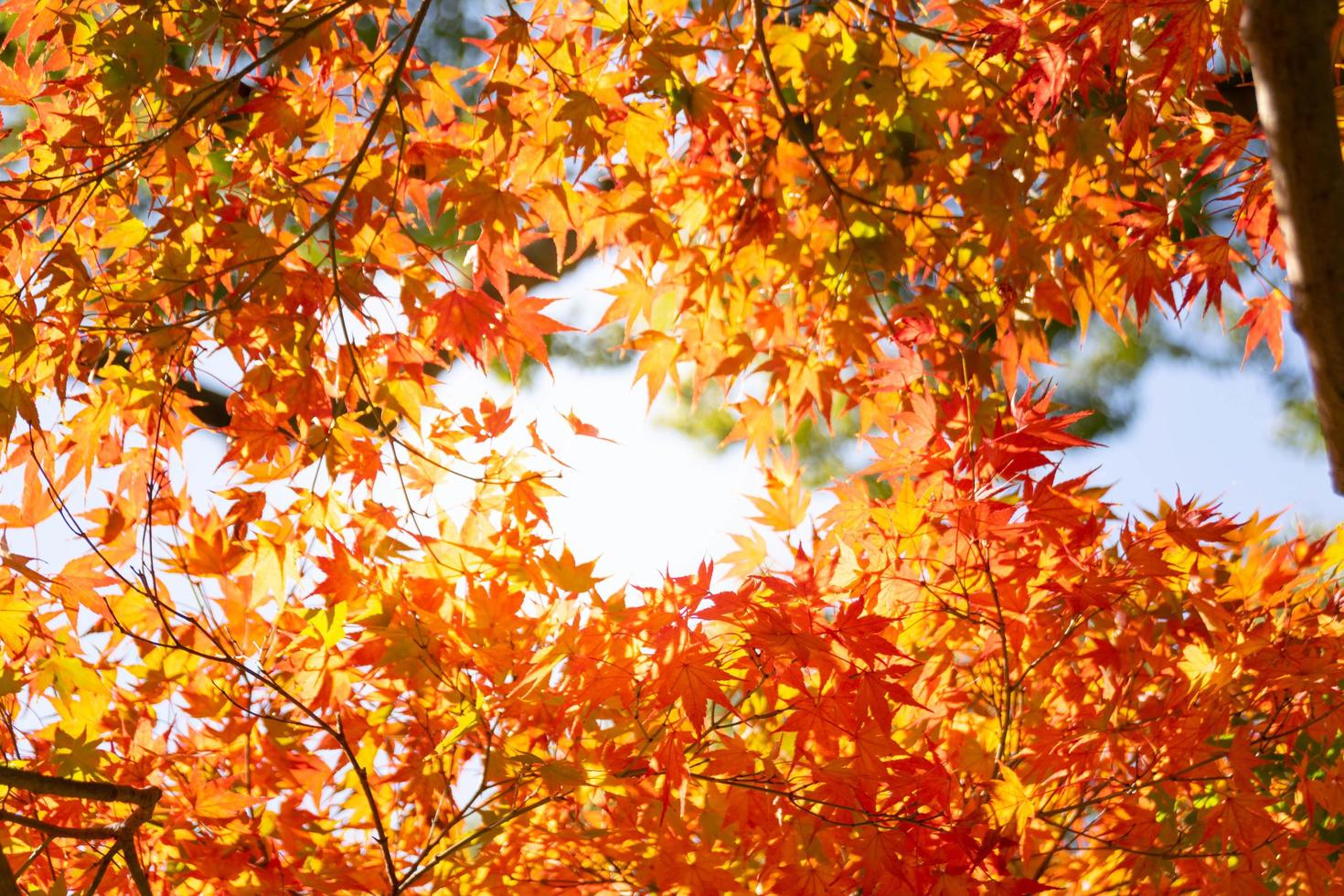 primer plano de las hojas del árbol de arce durante el otoño con cambio de color en la hoja en amarillo anaranjado y rojo, caída de la textura de fondo natural concepto de otoño foto