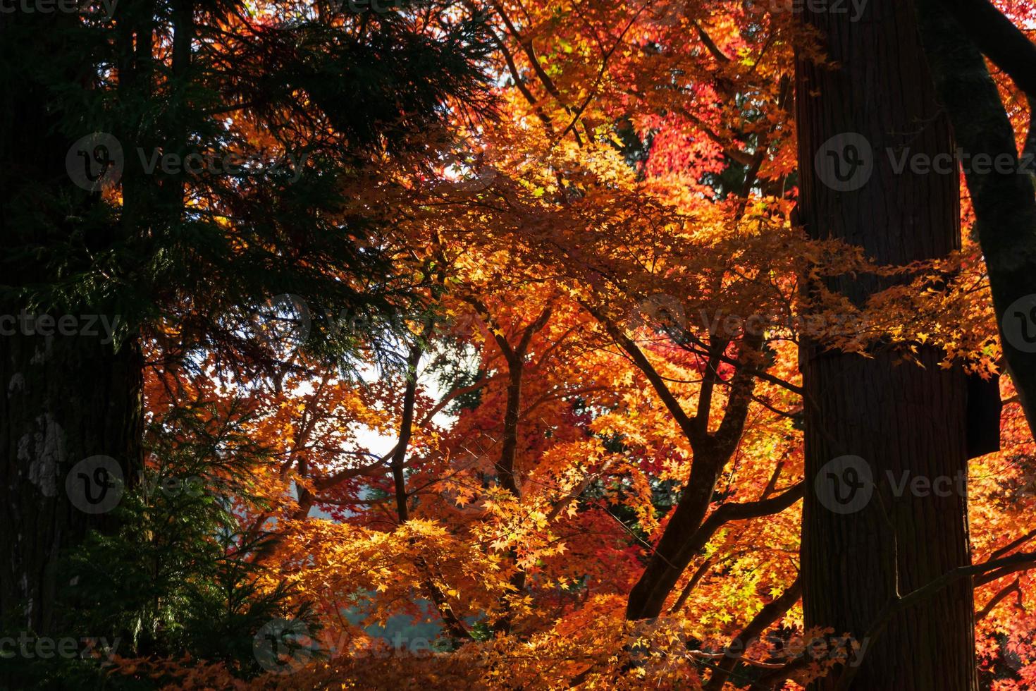 Close up Of Maple Tree leaves During Autumn with color change on leaf in orange yellow and red, falling natural background texture autumn concept photo