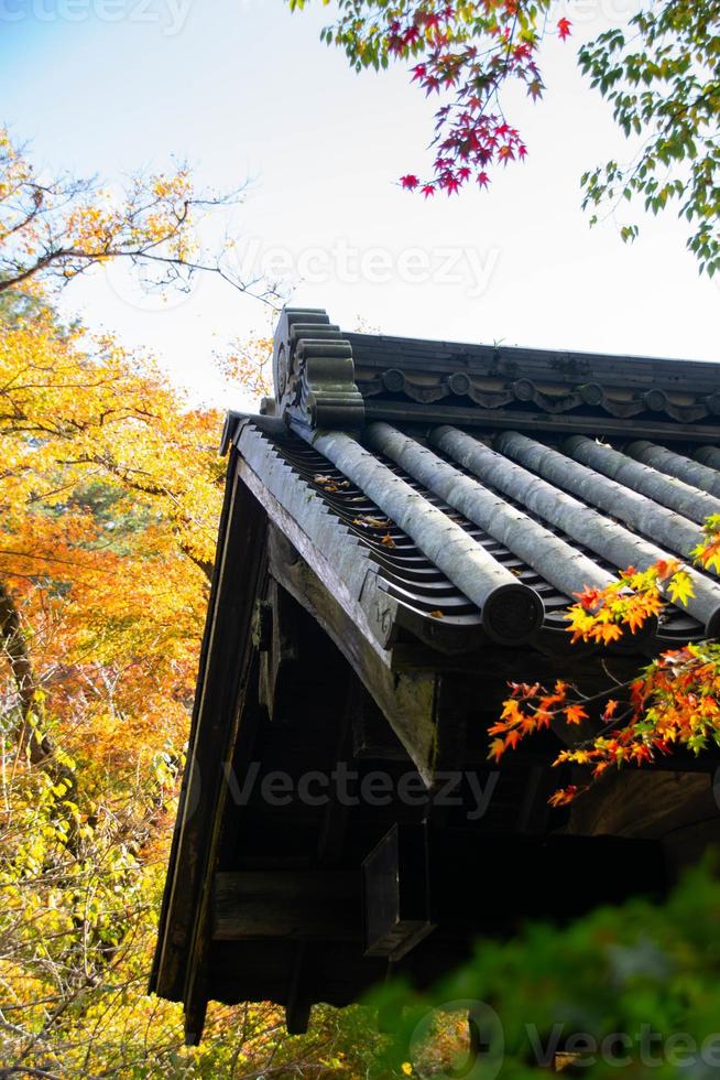 close up Of Maple Tree leaves During Autumn with color change on leaf in orange yellow and red with background of traditional japanese shrine temple roof photo
