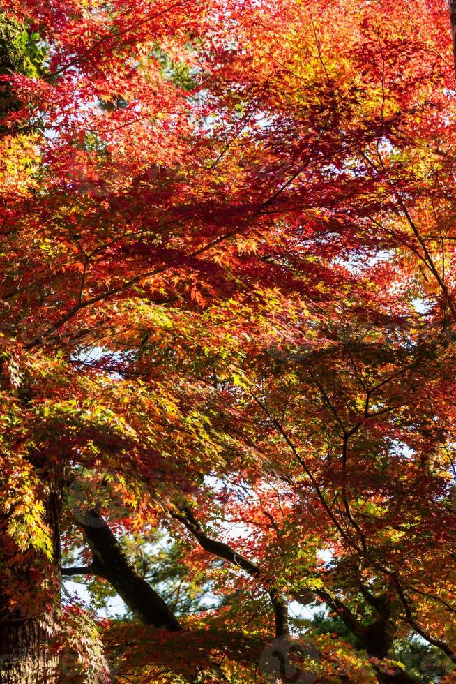 primer plano de las hojas del árbol de arce durante el otoño con cambio de color en la hoja en amarillo anaranjado y rojo, caída de la textura de fondo natural concepto de otoño foto