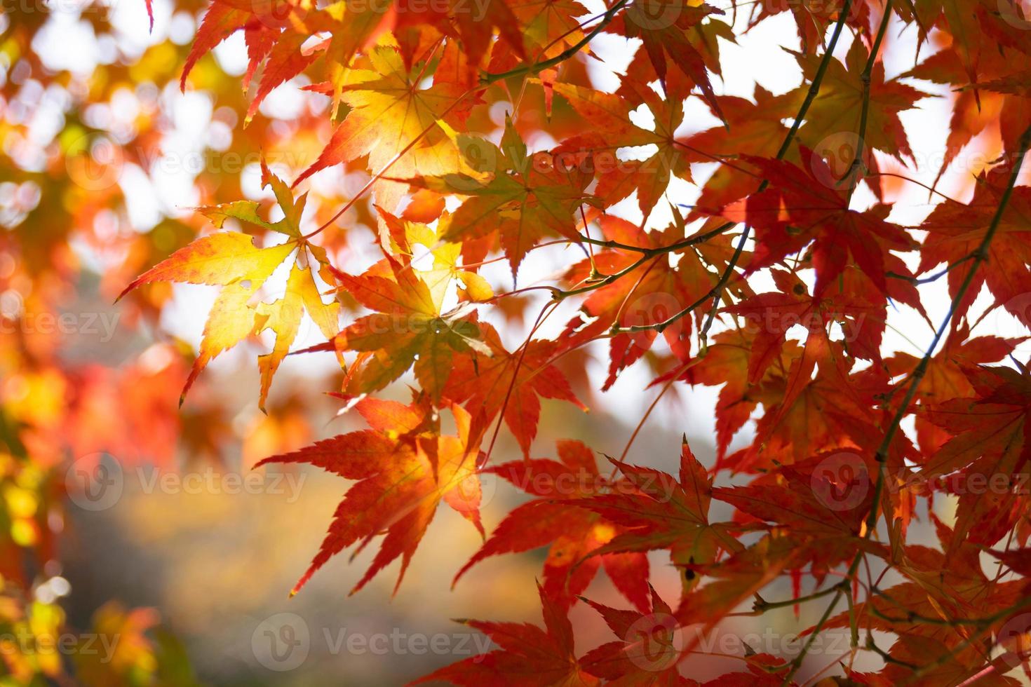 Close up Of Maple Tree leaves During Autumn with color change on leaf in orange yellow and red, falling natural background texture autumn concept photo
