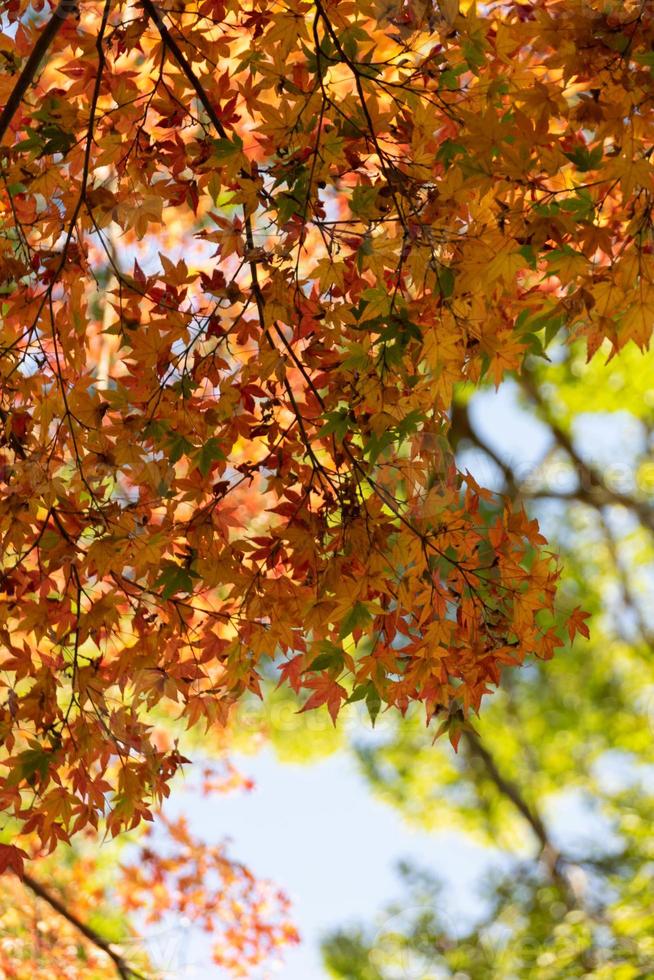 primer plano de las hojas del árbol de arce durante el otoño con cambio de color en la hoja en amarillo anaranjado y rojo, caída de la textura de fondo natural concepto de otoño foto